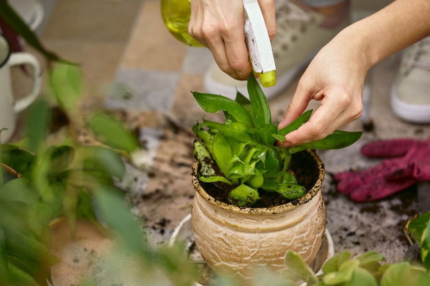 What are the Disadvantages of Neem Oil for Plants