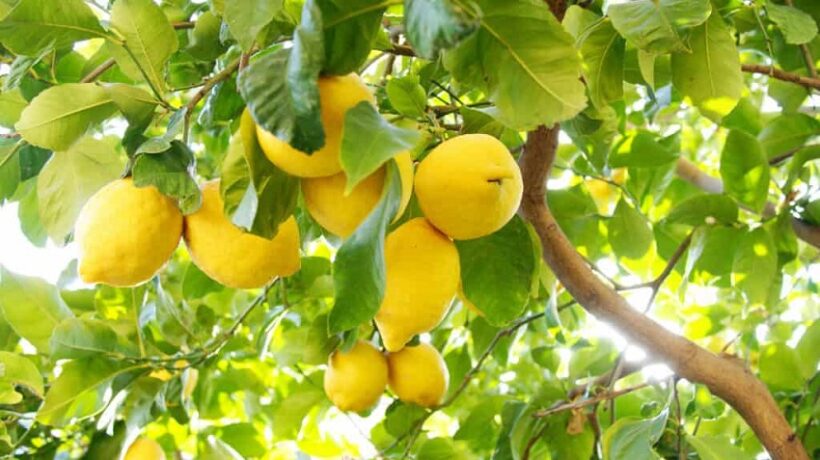 How long do lemons take to grow?