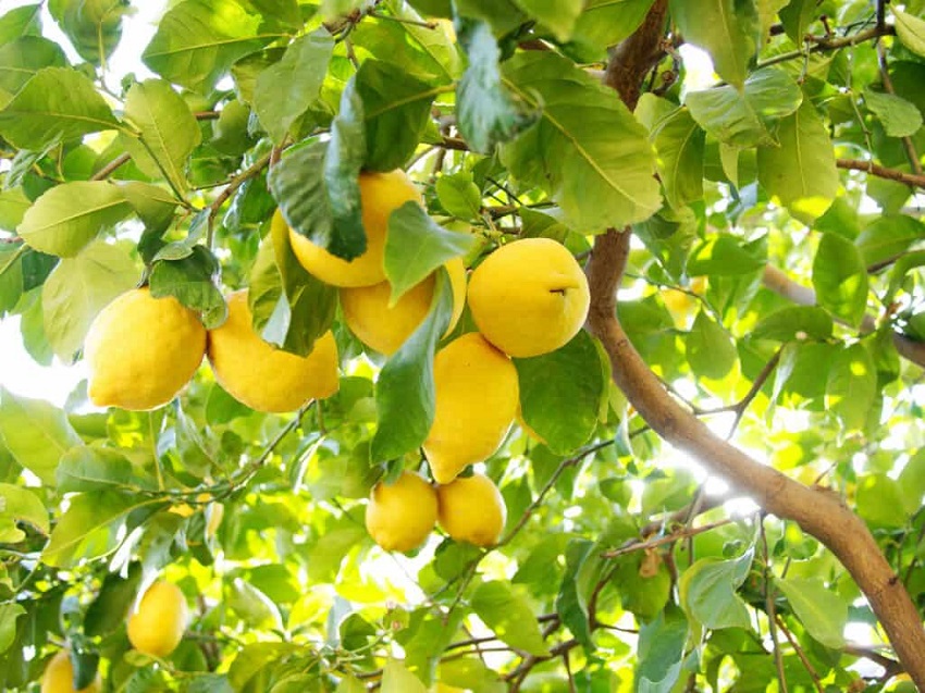 How long do lemons take to grow