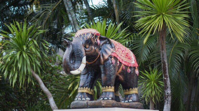 Unveiling the Best Elephant Sanctuary in Phuket: A Tranquil Haven for Both Tourists and Pachyderms