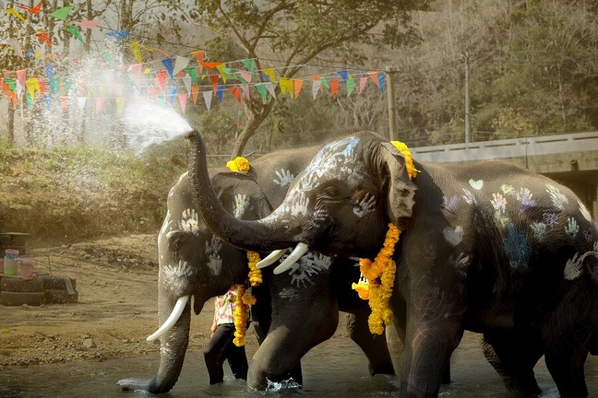 Unveiling the Best Elephant Sanctuary in Phuket