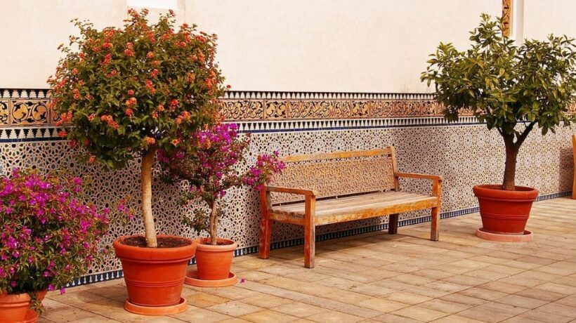 Best Plants for Concrete Floors With High Heat Reflection