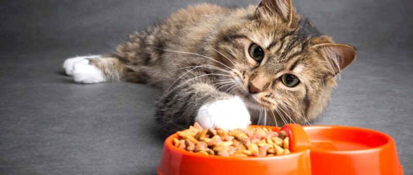 What is the best appetite stimulant for cats naturally?