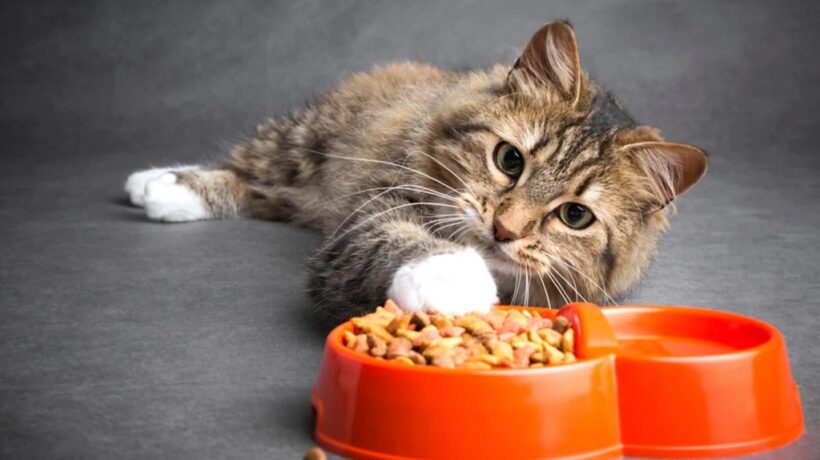 Natural Appetite Stimulants for Cats With Chronic Illness
