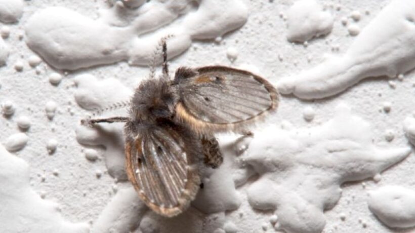 How to Prevent Drain Flies in Commercial Kitchen Floor Drains: Expert Solutions for Your Business
