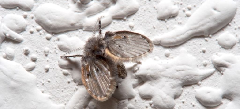 How to prevent drain flies in commercial kitchen floor drains