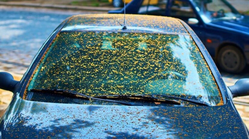 How to Remove Tree Sap From Car Without Damaging Paint
