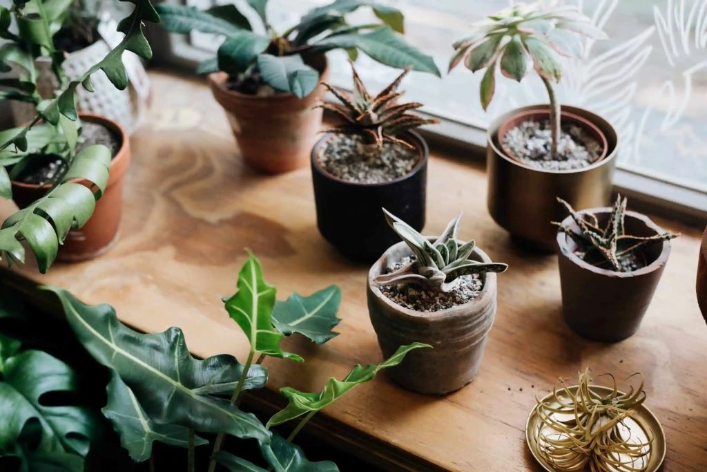 What are the most heat tolerant succulents