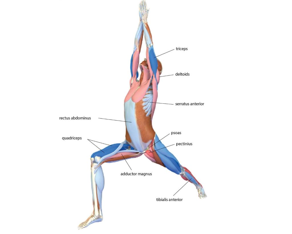 The Benefits of Warrior Poses