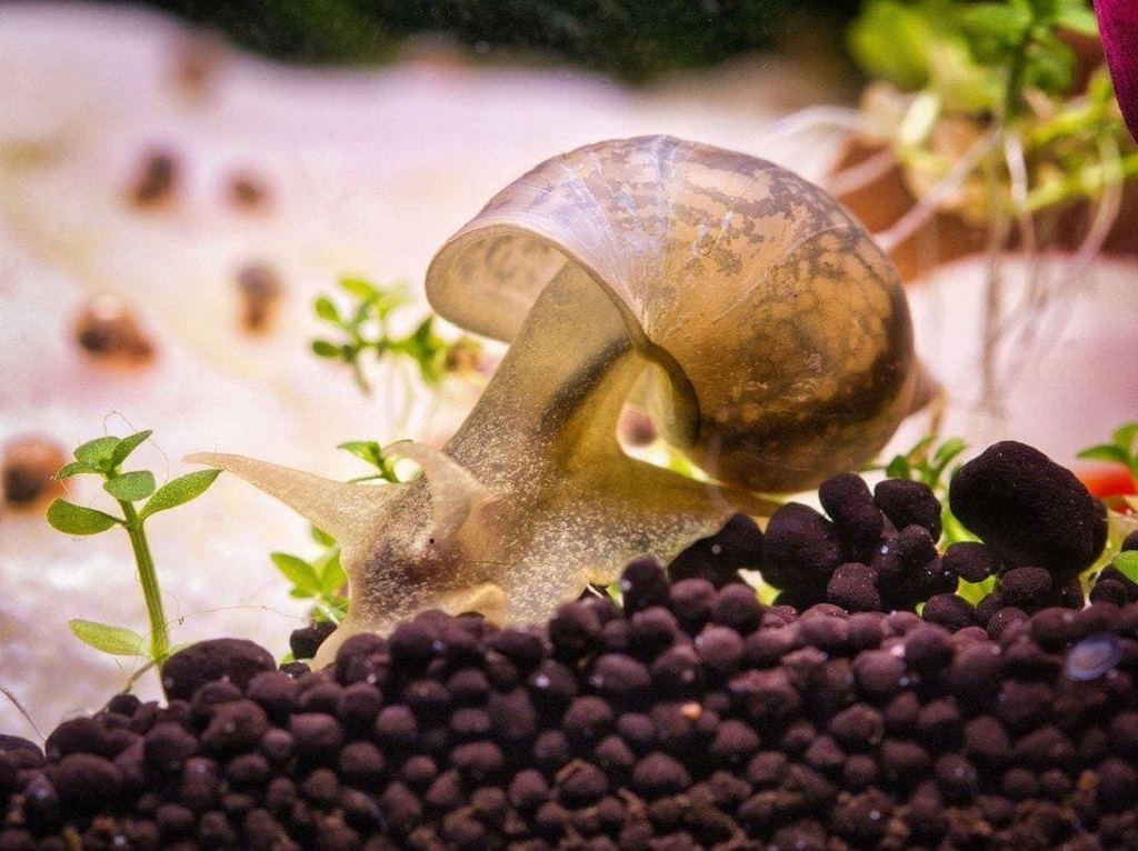 Commercial Foods for Aquarium Snails