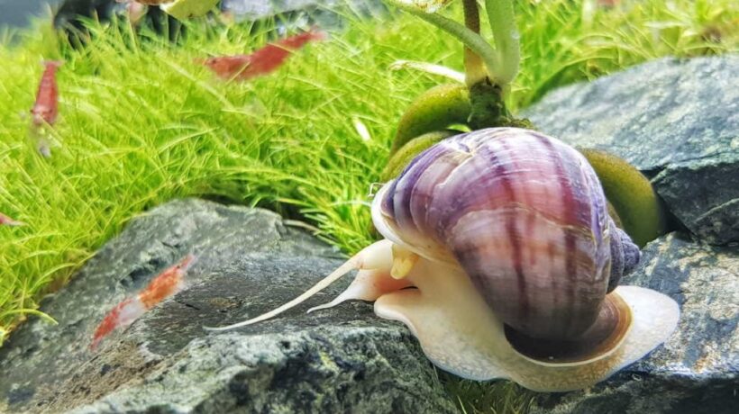 How to Feed an Aquarium Snails: The Complete Expert Guide