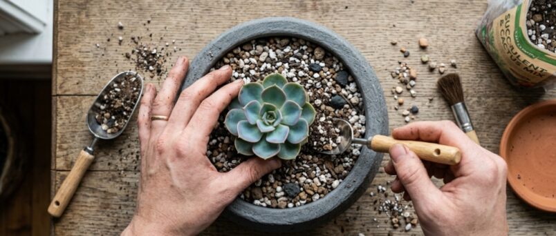 Sunny California porch styled with drought-tolerant potted succulents and terracotta planters.